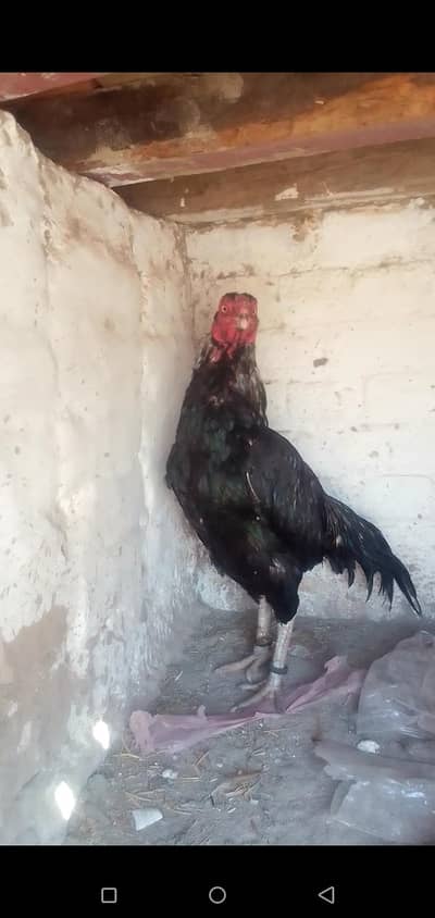 lassani aseel murga  Whatsapp (03285568709)