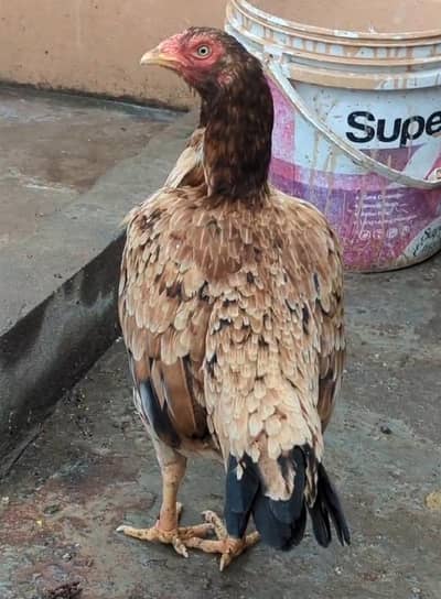 0 Size High Quality Madi