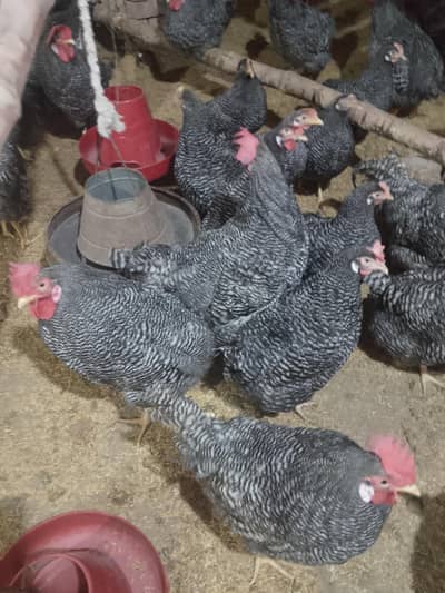 Plymouth rock hens and eggs