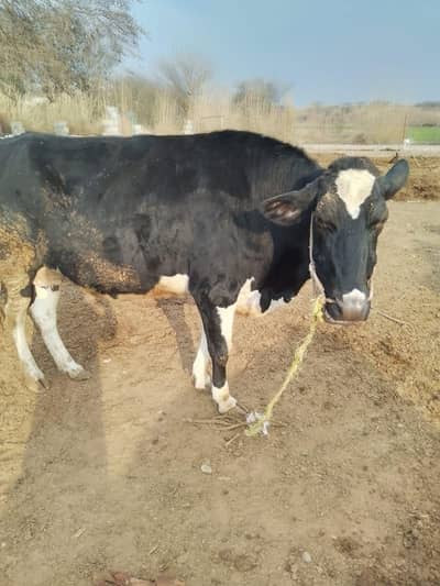 freiza gaban cow