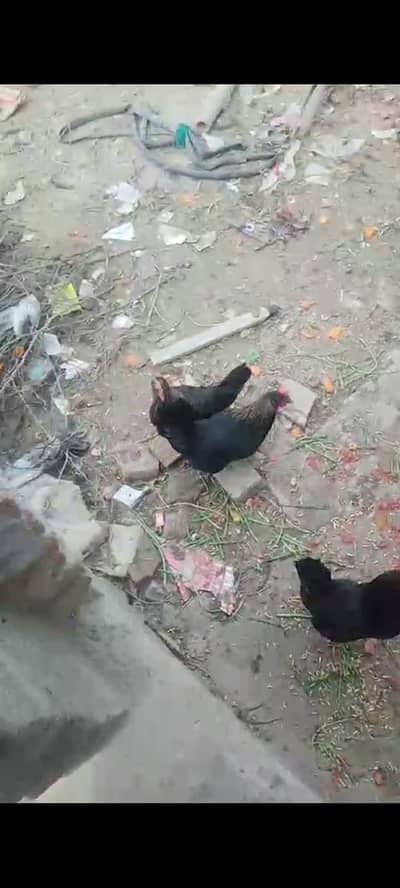 Ghar ke Pali hui murgian Hain