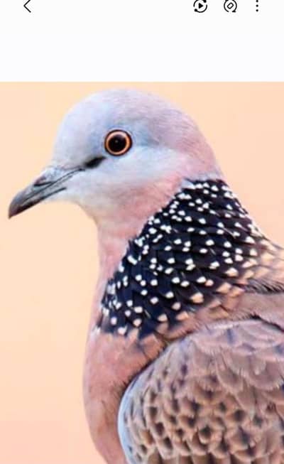 Spotted Dove /Dove For Sale /Fakhta /Qumri /All kind of Doves