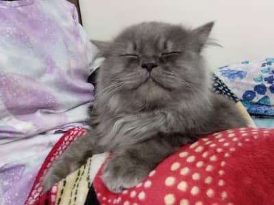 Semi-punched persian cat