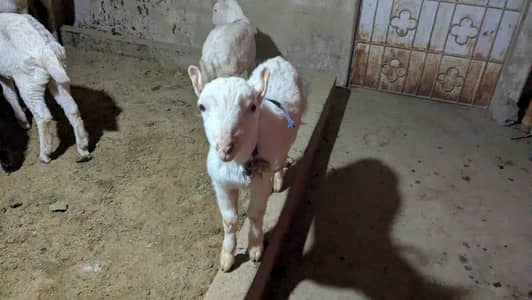 pure gulaabi pointed teddy males