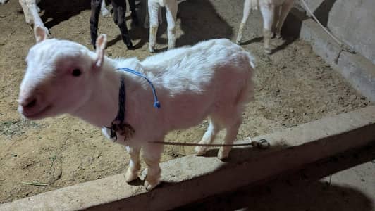 pure gulaabi pointed teddy males pair