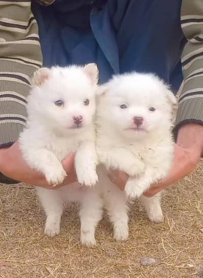 pure Russian male puppy zero size show quality healthy and active