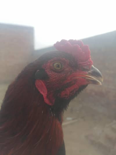 black red Thai 1 year 2.8 kg