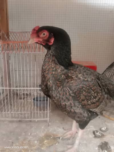 aseel Breading season