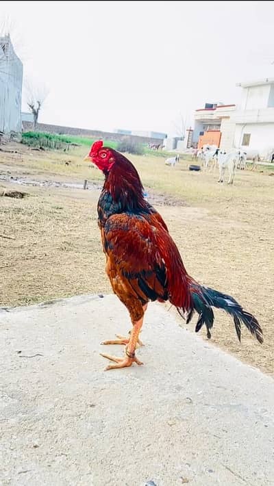 Madia aseel patha top quality