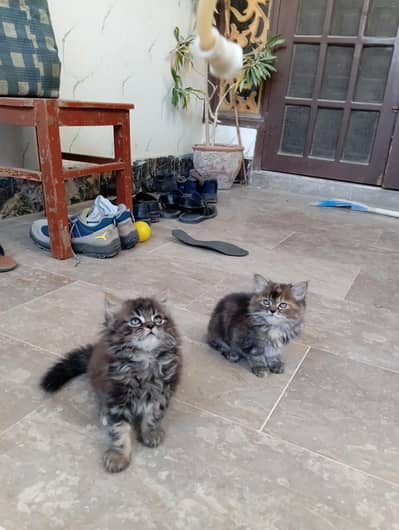 urgent selling persian kitten male