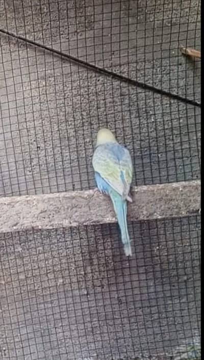 riambu budgie