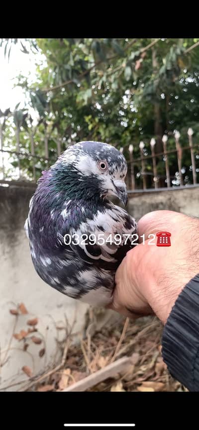 Cheena teddy male, Teddy pair, kamagar male