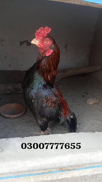 Amroha Aseel/ Oldbloodline aseel/Aseel mianwali/lakha Breeder