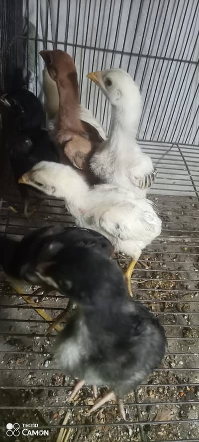 highted chick pure aseel