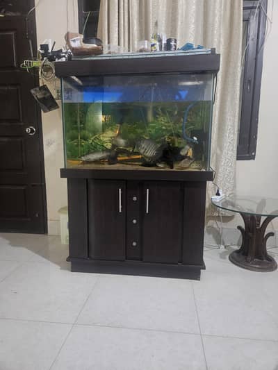 Premium 3ft Custom Aquarium Set with Exotic Predator Fish