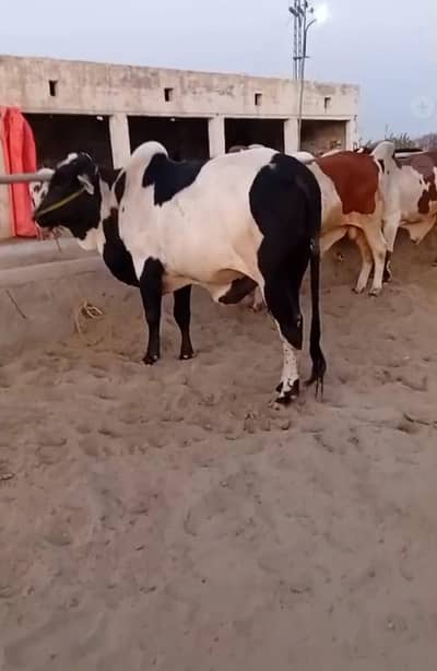 Vache - Bachre - Bachiyan Cow for Qurbani 2026