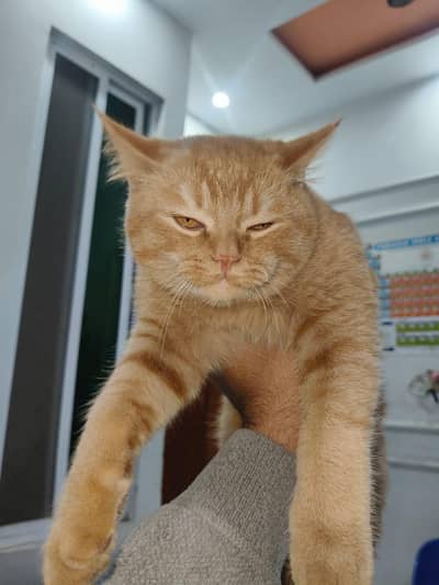 single coted Persian pair