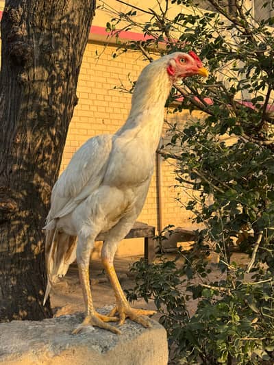 sontol boska  For sale