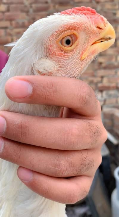 Indian Parrot Beak Long Tail Aseel