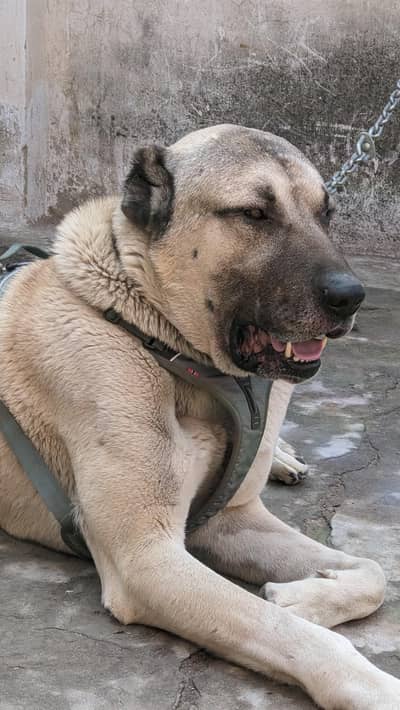 Turkish kangal