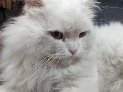Persian cat selling in low price karachi