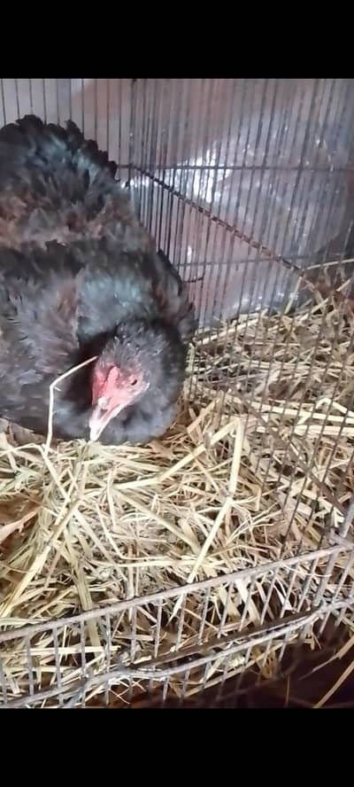 kurak murgi | kurak hen | broody | kurak aseel | bangum murga | desi