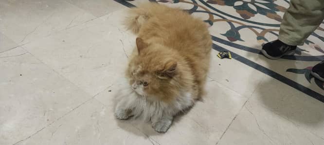 Orange and White percian cat