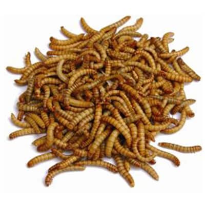 PRIMUM DRY WORMS  