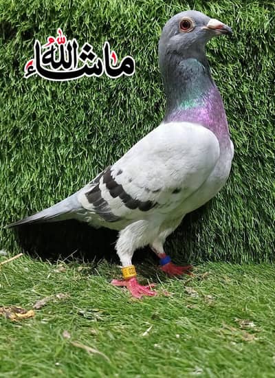 Qasid  Breder Male For Sale