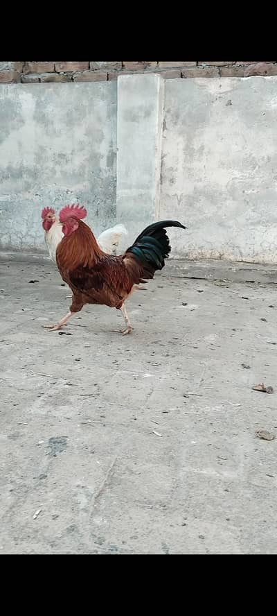 male available per kg 1000