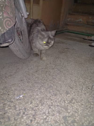 Persian Billa for sale