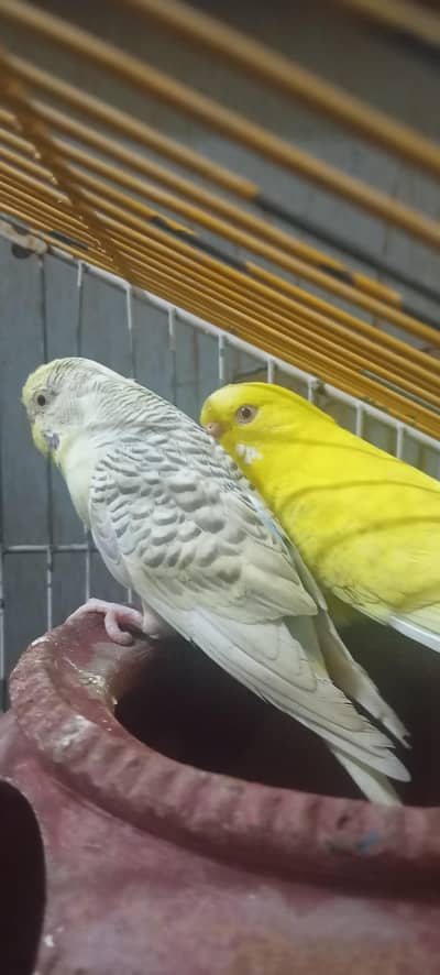 beautyfull fellow Biggies pair for sale