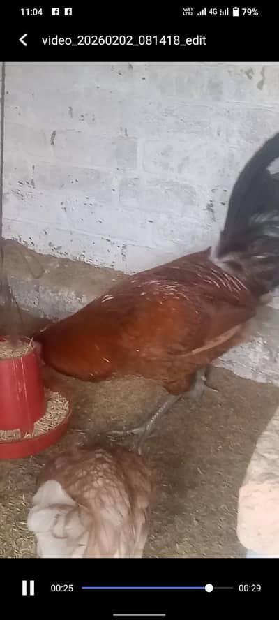 دیسی مرغیاں برائے فروخت