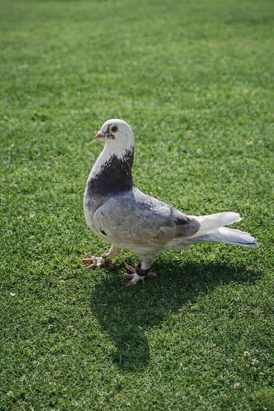 Irani Breder male only 1000