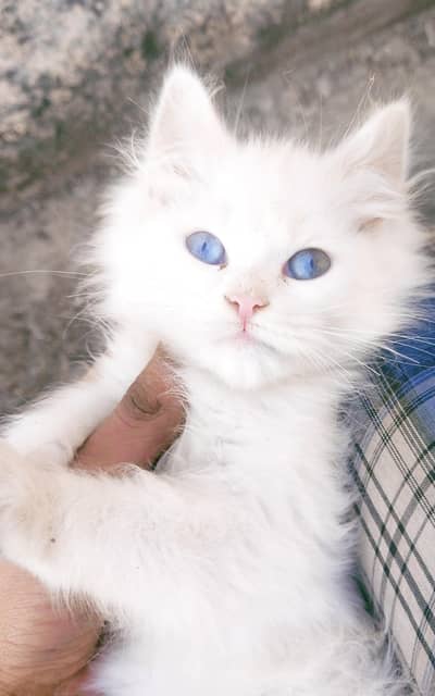 Cute healthy Persian cats & kittens for sale