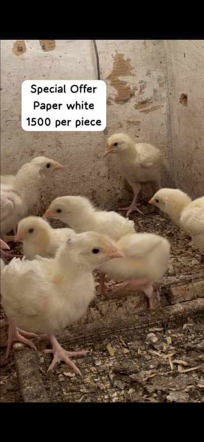 Heera Chicks | Aseel Chicks | Paper White |