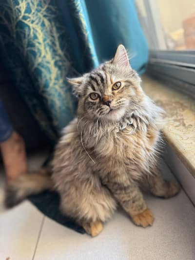 Triple coated Persian female cat doll face