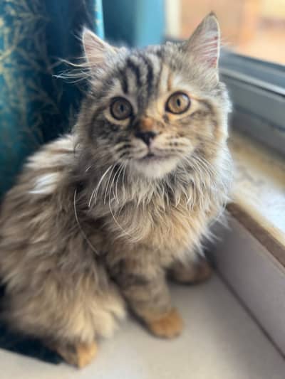 Triple coated Persian female cat doll face