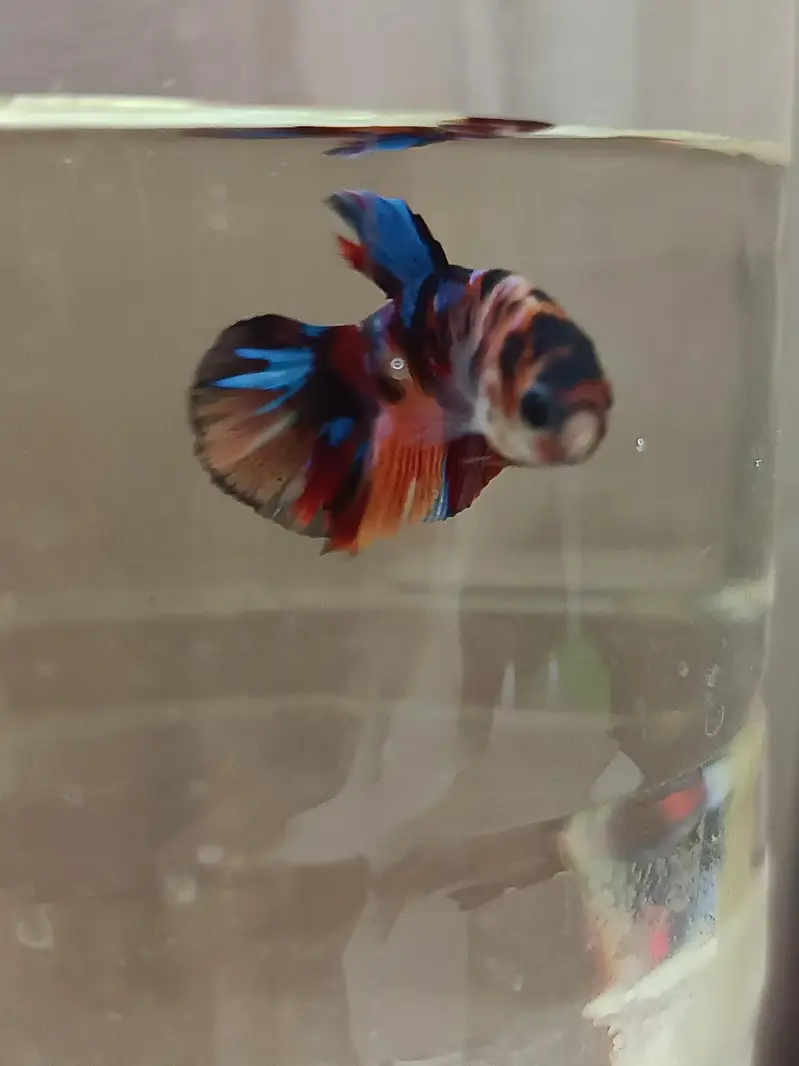 Marble candy betta fish in exotic colors