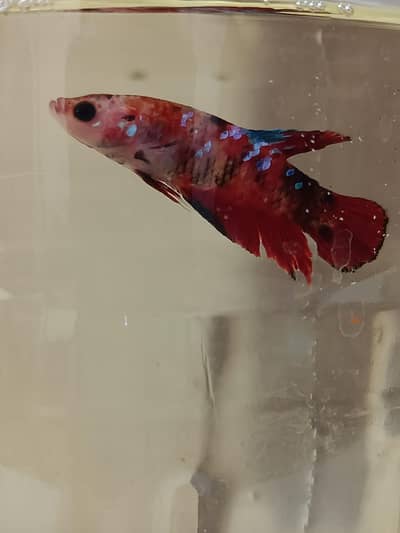 Marble candy betta fish in exotic colors