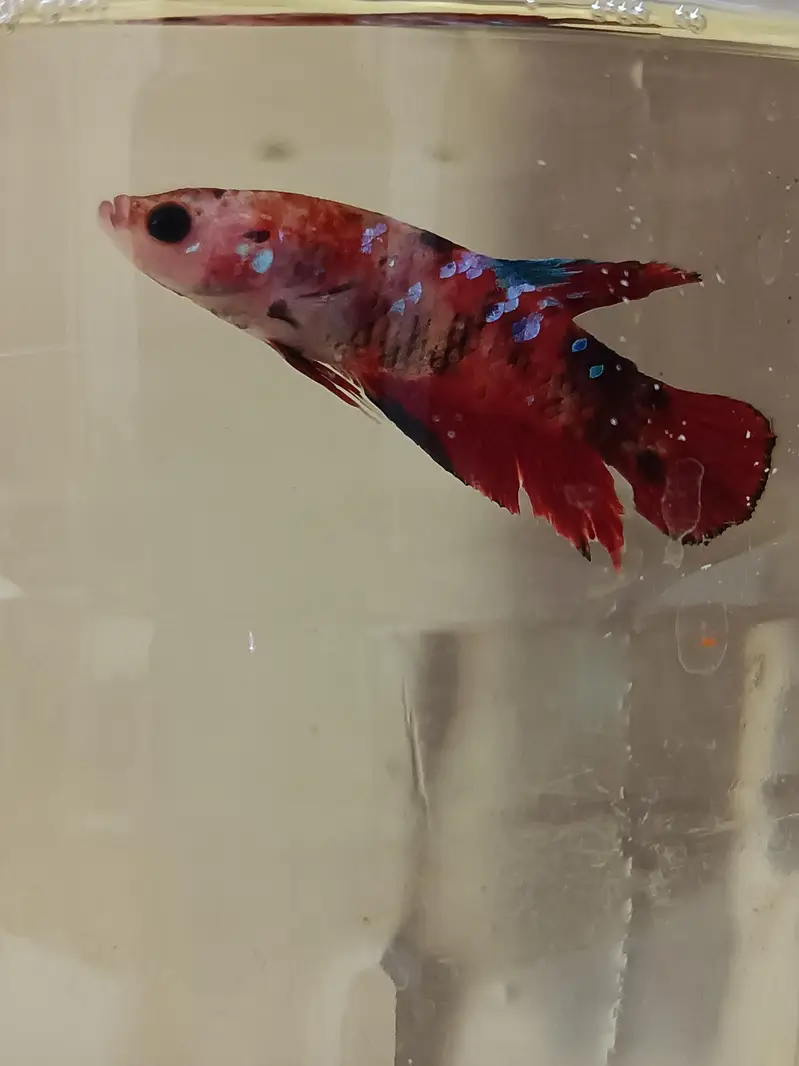 Marble candy betta fish in exotic colors — photo 2