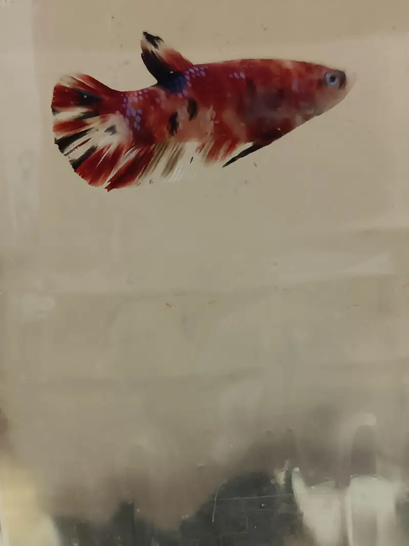 Marble candy betta fish in exotic colors — photo 3