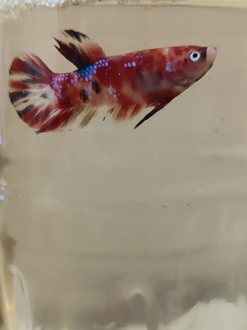 Marble candy betta fish in exotic colors — photo 4