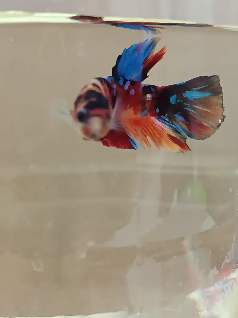 Marble candy betta fish in exotic colors — photo 5