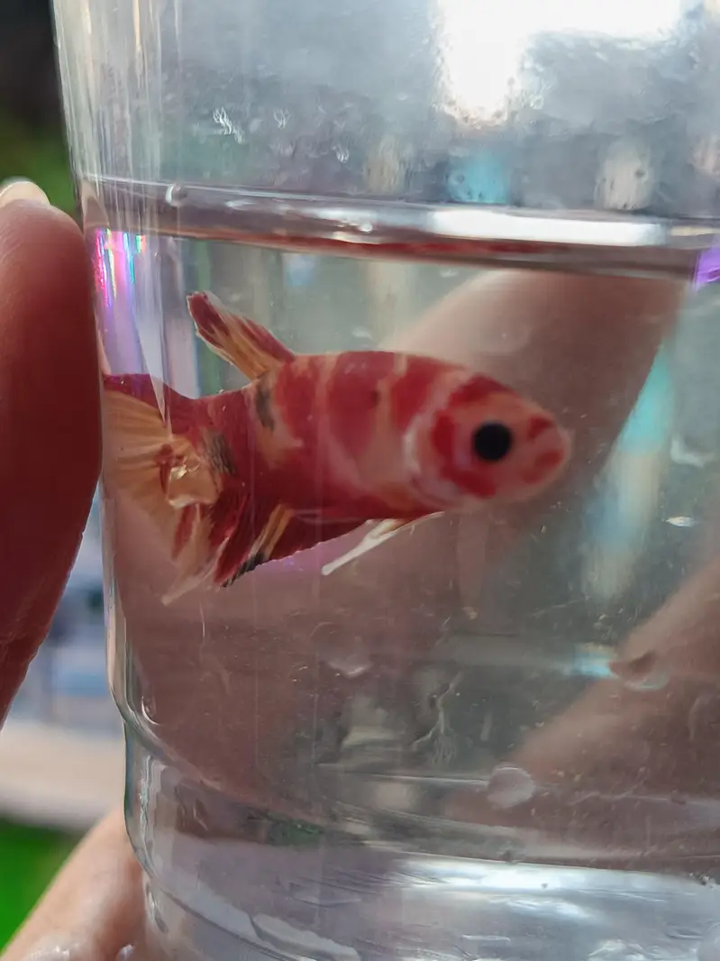 Marble candy betta fish in exotic colors — photo 6