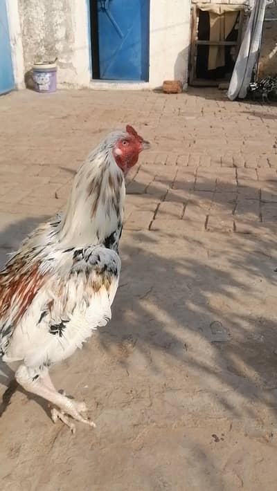 Cheena murga 8000 final