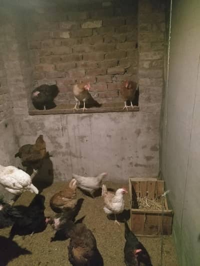 Desi/Golden misri murgi for Sale – Eggs Deti Hai Description: