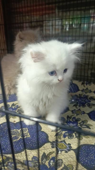 White Persian Kitten For Sale – Blue Eyes, 2 Months Old".