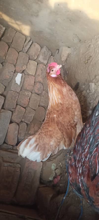 murghi / desi murgha