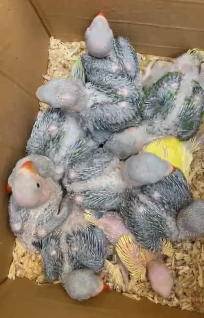 Raw Parrot Chicks